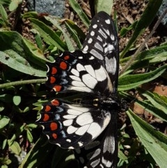 Papilio anactus (Dainty Swallowtail) at Lyneham Wetland - 8 Dec 2020 by tpreston