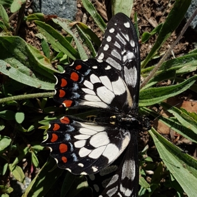 Papilio anactus (Dainty Swallowtail) at Lyneham Wetland - 8 Dec 2020 by tpreston