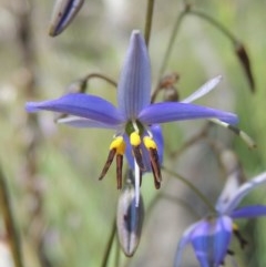 Dianella revoluta var. revoluta (Black-Anther Flax Lily) at Conder, ACT - 3 Nov 2020 by michaelb