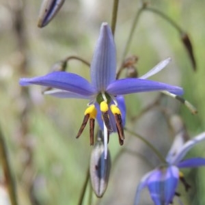 Dianella revoluta var. revoluta at Conder, ACT - 3 Nov 2020