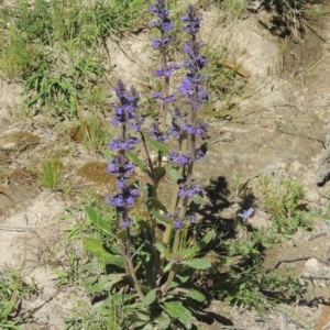 Ajuga australis at Conder, ACT - 3 Nov 2020 05:04 PM