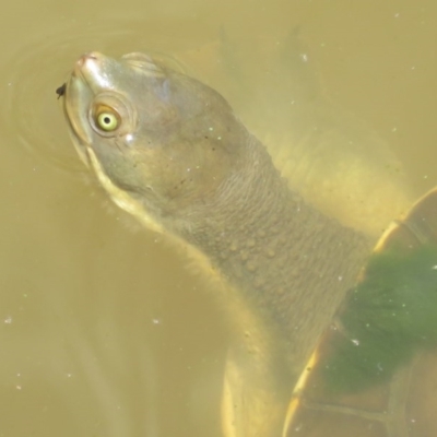 Emydura macquarii (Macquarie Turtle) at Fyshwick, ACT - 8 Dec 2020 by Christine