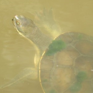 Emydura macquarii at Fyshwick, ACT - 8 Dec 2020 11:17 AM