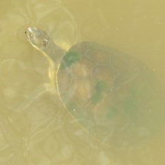 Emydura macquarii at Fyshwick, ACT - 8 Dec 2020 11:17 AM