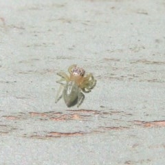 Salticidae (family) (Unidentified Jumping spider) at Jerrabomberra Wetlands - 8 Dec 2020 by Christine