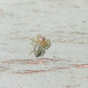 Salticidae (family) at Fyshwick, ACT - 8 Dec 2020 11:30 AM