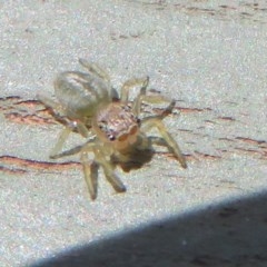 Salticidae (family) at Fyshwick, ACT - 8 Dec 2020 11:30 AM