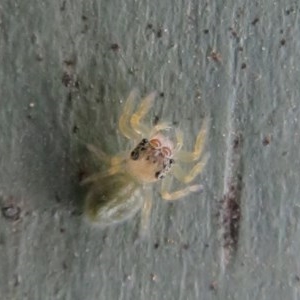 Salticidae (family) at Fyshwick, ACT - 8 Dec 2020