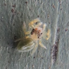 Salticidae (family) at Fyshwick, ACT - 8 Dec 2020 11:30 AM