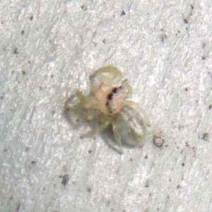 Salticidae (family) at Fyshwick, ACT - 8 Dec 2020 11:30 AM