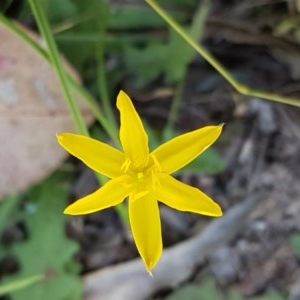 Hypoxis hygrometrica at Bruce, ACT - 9 Dec 2020 12:57 PM