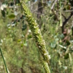 Phalaris aquatica (Phalaris, Australian Canary Grass) at Bruce, ACT - 9 Dec 2020 by tpreston