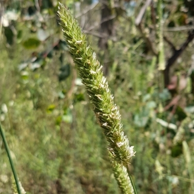 Phalaris aquatica (Phalaris, Australian Canary Grass) at Bruce, ACT - 9 Dec 2020 by tpreston