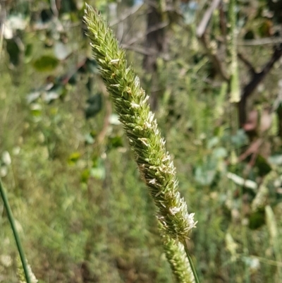 Phalaris aquatica (Phalaris, Australian Canary Grass) at Flea Bog Flat, Bruce - 9 Dec 2020 by tpreston