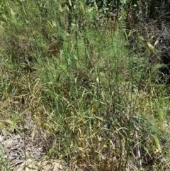 Phalaris aquatica at Bruce, ACT - 9 Dec 2020