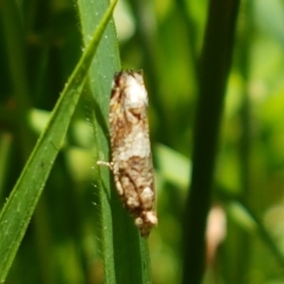 Crocidosema plebejana (Cotton Tipworm Moth) at Flea Bog Flat, Bruce - 9 Dec 2020 by tpreston