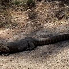 Varanus rosenbergi at Ainslie, ACT - 9 Dec 2020