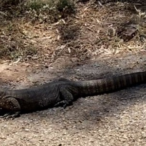 Varanus rosenbergi at Ainslie, ACT - 9 Dec 2020