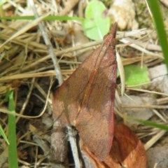 Uresiphita ornithopteralis (Tree Lucerne Moth) at Flynn, ACT - 5 Dec 2020 by Christine