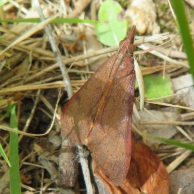 Uresiphita ornithopteralis (Tree Lucerne Moth) at Flynn, ACT - 5 Dec 2020 by Christine