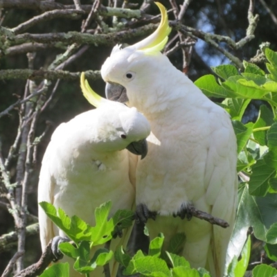 Cacatua galerita (Sulphur-crested Cockatoo) at Flynn, ACT - 7 Dec 2020 by Christine