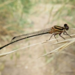 Nososticta solida (Orange Threadtail) at Fyshwick, ACT - 8 Dec 2020 by Christine