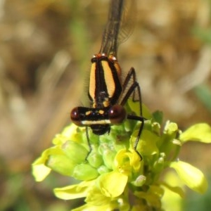 Nososticta solida at Fyshwick, ACT - 8 Dec 2020