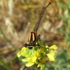 Nososticta solida at Fyshwick, ACT - 8 Dec 2020