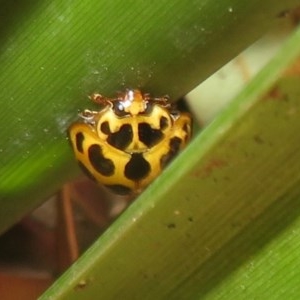 Harmonia conformis at Flynn, ACT - 8 Dec 2020