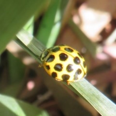 Harmonia conformis at Flynn, ACT - 8 Dec 2020