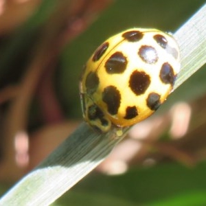 Harmonia conformis at Flynn, ACT - 8 Dec 2020