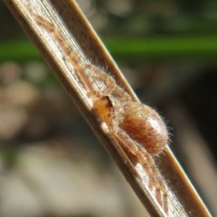 Sparassidae (family) at Flynn, ACT - 8 Dec 2020