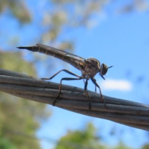 Cerdistus varifemoratus at Flynn, ACT - 8 Dec 2020