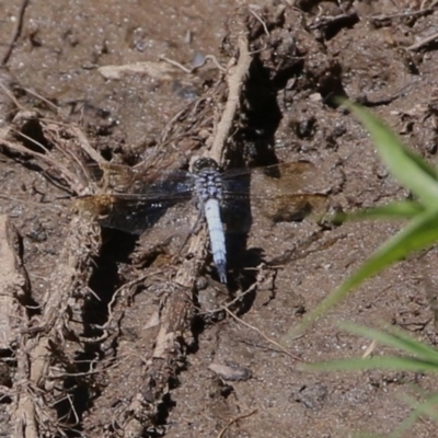 Orthetrum caledonicum (Blue Skimmer) at Wodonga, VIC - 9 Dec 2020 by Kyliegw