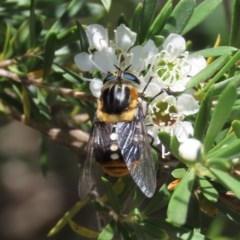 Scaptia sp. (genus) (March fly) at Theodore, ACT - 9 Dec 2020 by Owen