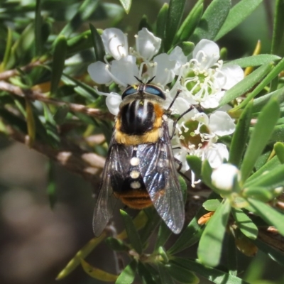 Scaptia sp. (genus) (March fly) at Tuggeranong Hill - 9 Dec 2020 by owenh