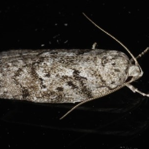 Philobota philostaura at Ainslie, ACT - 14 Dec 2019 10:03 PM