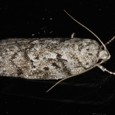 Philobota philostaura (A Concealer moth (Philobota group)) at Ainslie, ACT - 14 Dec 2019 by jb2602