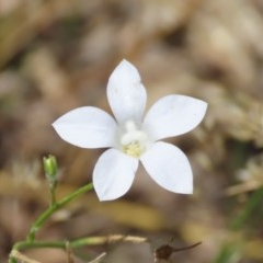 Wahlenbergia stricta subsp. stricta (Tall Bluebell) at Tuggeranong Hill - 9 Dec 2020 by owenh