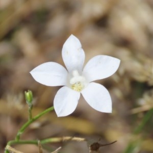 Wahlenbergia stricta subsp. stricta at Theodore, ACT - 9 Dec 2020 02:15 PM