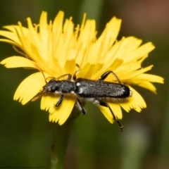 Eleale simplex (Clerid beetle) at Acton, ACT - 8 Dec 2020 by Roger