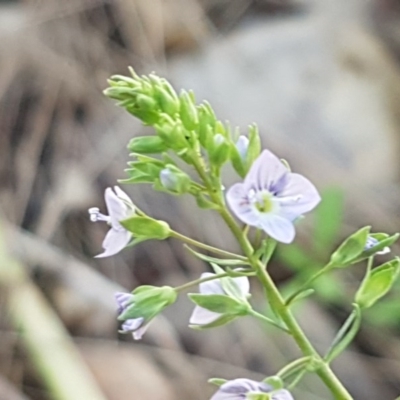 Veronica anagallis-aquatica (Blue Water Speedwell) at Coree, ACT - 9 Dec 2020 by trevorpreston