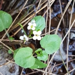 Cardamine paucijuga (Annual Bitter-cress) at Strathnairn, ACT - 9 Dec 2020 by trevorpreston