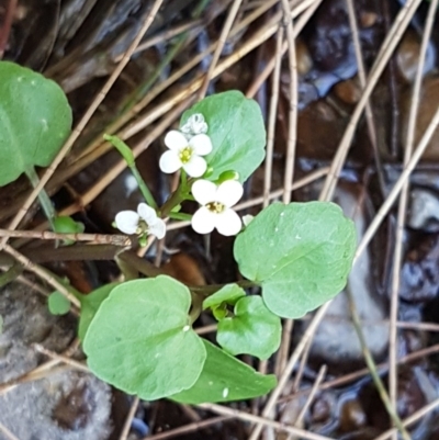 Cardamine paucijuga (Annual Bitter-cress) at Strathnairn, ACT - 9 Dec 2020 by trevorpreston