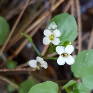 Cardamine paucijuga at Strathnairn, ACT - 9 Dec 2020