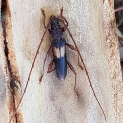 Epithora dorsalis (Longicorn Beetle) at Coree, ACT - 9 Dec 2020 by trevorpreston