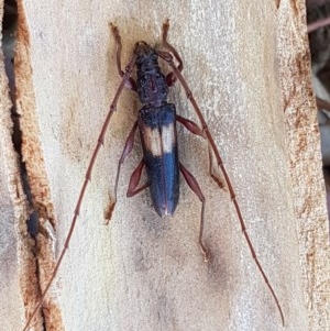 Epithora dorsalis at Coree, ACT - 9 Dec 2020