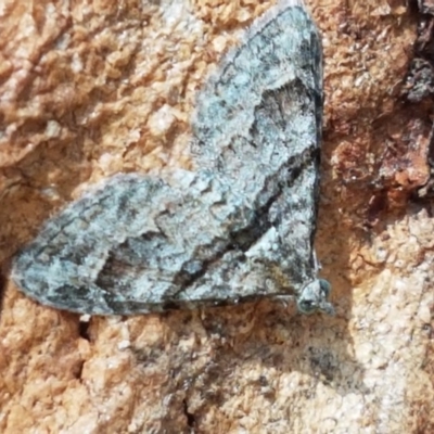 Phrissogonus laticostata (Apple looper moth) at Coree, ACT - 9 Dec 2020 by tpreston