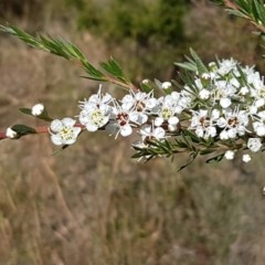 Kunzea ericoides (Burgan) at Denman Prospect, ACT - 9 Dec 2020 by tpreston