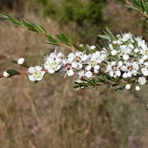 Kunzea ericoides at Denman Prospect, ACT - 9 Dec 2020 04:13 PM